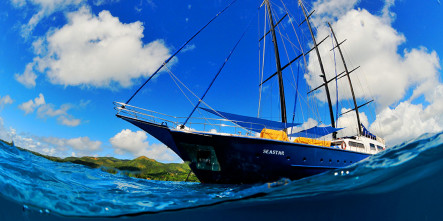 Silhouette Sea Star & Sea Bird